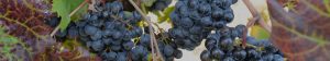 Lautaro Wines Red Grapes